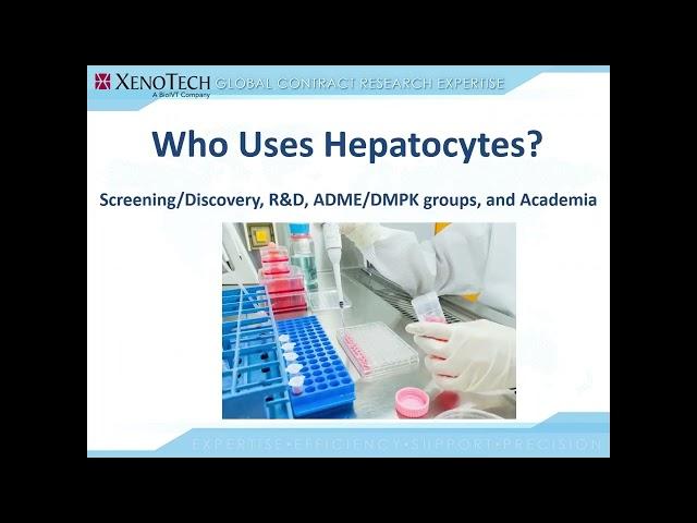 ADME 101 Guide: Which Hepatocyte Test System Should I Use?