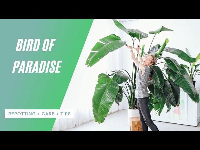 Bird Of Paradise Care | Repotting + Watering + Tips 