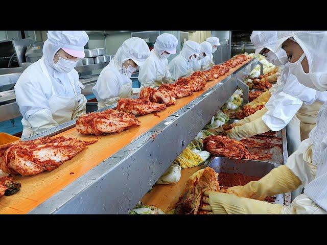 Large Amount Kimchi Making in Korean Kimchi Factory / 김치공장의 배추김치 만들기 / Korean Food