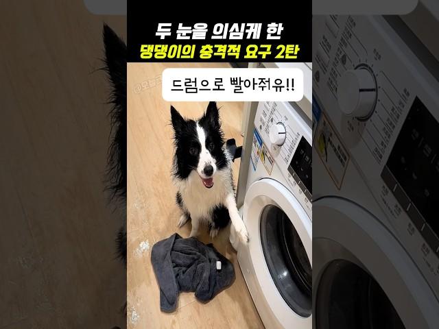 두 눈을 의심케 한 댕댕이의 충격적 요구 2탄