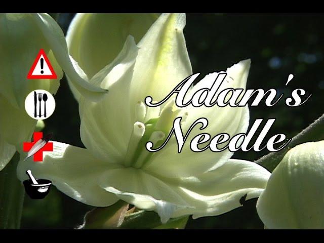 Adam's Needle: Edible, Medicinal, Cautions & Other Uses
