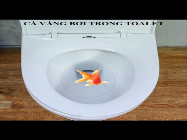 NHẠC CHẾ CÁ VÀNG BƠI FULL (DORAEMON PARODY) #nhacche #cavangboi #doremonche