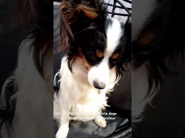 #batman #batdog The Batman - papillon Benya :) #papillon