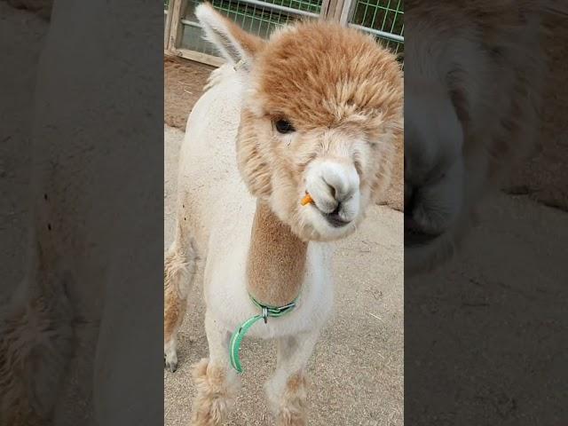 알파카 Alpaca  #shorts