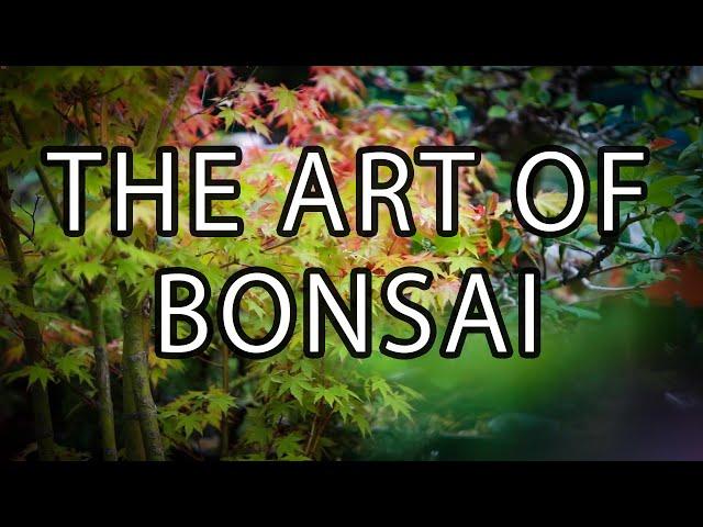 The Art of Bonsai  | Documentary Short