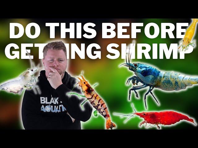 Easy Step by Step Shrimp Tank for Beginners - 5 Tips to Set up a Shrimp Aquarium for Best Success