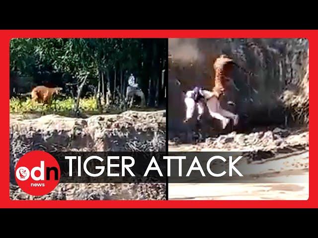 Terrifying Moment Rampaging Tiger Knocks Man into Deep Pit in India