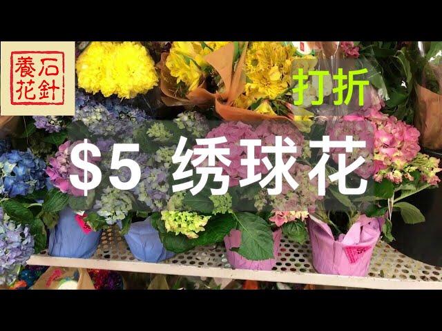 [石针养花]特价绣球花：$5，便宜吗？