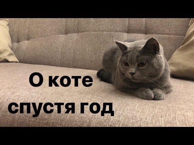 Чем кормить КОТА? Уход за британцем.