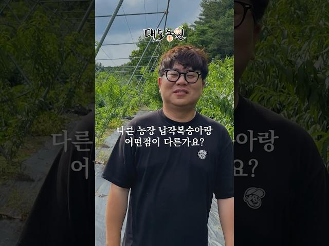 대도농원의 납작복숭아는 다른농장 납작복숭아랑 어떤점이 다른지 알려드리겠습니다!!