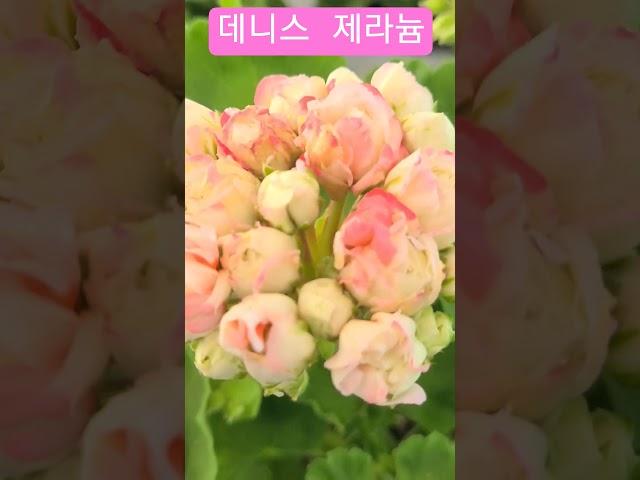 #은혜화훼판매장 #제라늄 데니스
