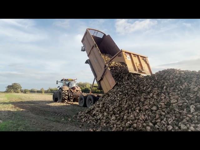 Carting sugar beet in the field - Case Puma 240 and Richard Western trailer.