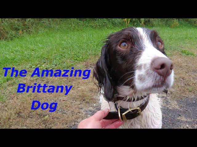 Do Brittany Spaniels Hunt? Watch Mr. Birddog on a Pheasant Hunt in Pennsylvania.