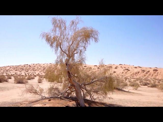 Saudi Arabia turns to saxaul tree for climate defense