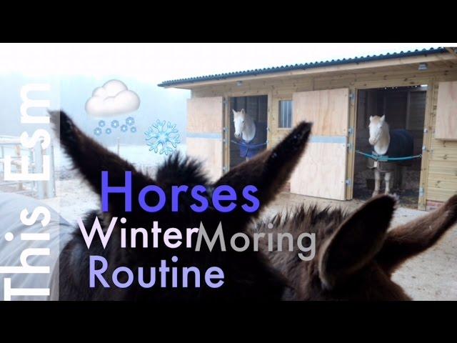 Horses Winter Morning Routine | This Esme