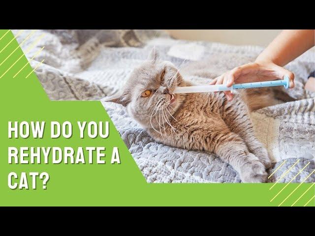 How do you Rehydrate a Cat?