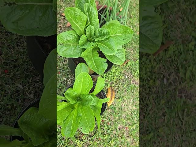Lettuce Growing! #gardening