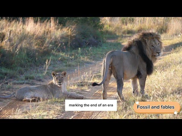 Sultans of the Sahara: The Barbary Lion's Regal Heritage | Lion Legends | wildlife #lion #barbary