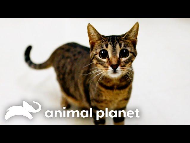 Inmates Find Redemption Through Cats | My Cat From Hell | Animal Planet