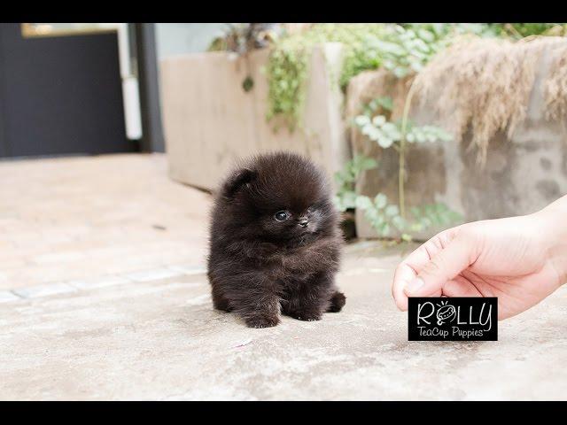 True Teacup Black Pomeranian Teddy Bear!! Kasey - Rolly Teacup Puppies