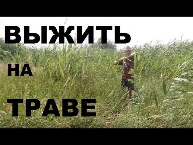 Выживание в природе. Питание в мае-июне. Растения.