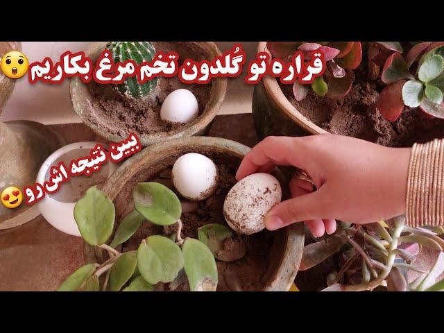 چگونه رشد گیاهان آپارتمانی را افزایش دهیم/ کود خونگی فوق العاده عالی برای گیاهان/چند روش سریع رشد گل