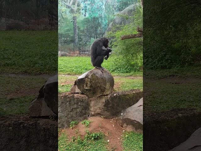 ශ්‍රී ලංකා වලසා | Sri Lankan Sloth Bear