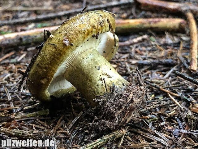 Olivbrauner Milchling, Tannenreizker, Mordreizker, Lactarius Turpis