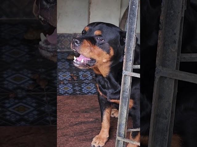 Dog barking video #angrypets #cuteanimal #automobile #angrypuppy #cutepet #rottweilerpuppy