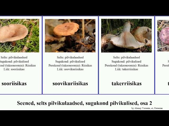 Seened, selts pilvikulaadsed, sugukond pilvikulised, osa 2 riisikas fungus tore roosa tellispunane