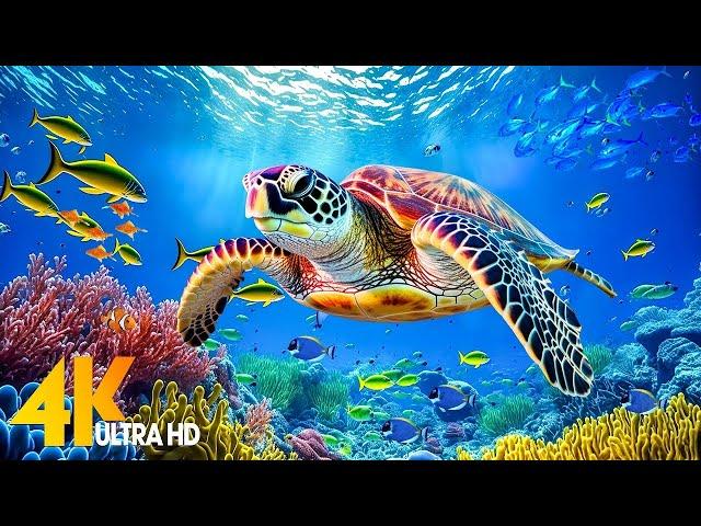 Under Red Sea 4K - Beautiful Coral Reef Fish in Aquarium, Sea Animals for Relaxation - 4K Video #137