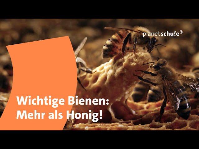 So leben Honigbienen! | planet schule