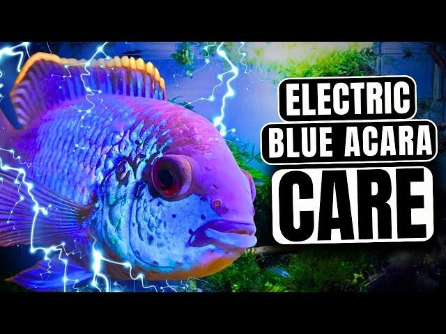 Electric Blue Acara Care: Everything You NEED To Know