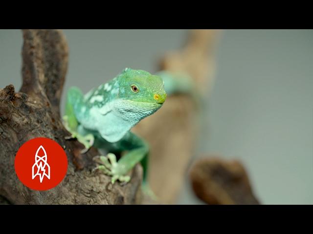 A Threatened National Treasure: The Fiji Banded Iguana Morphs for Survival