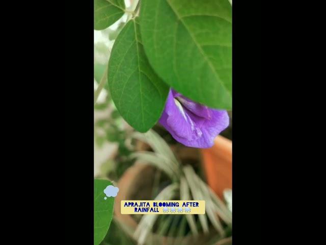 Rain and Aparajita Flower #plants #Aparajita Flower #Flowers #rainfall #balconygardener