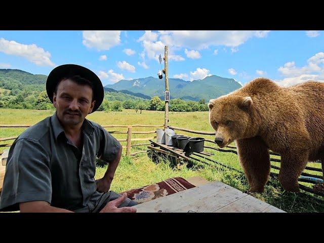 ADORIAN A VAZUT URSUL DE 600 KG,CEL MAI MARE DIN MUNTII CARPATI! DISCUTII CU ADORIAN ADAM.