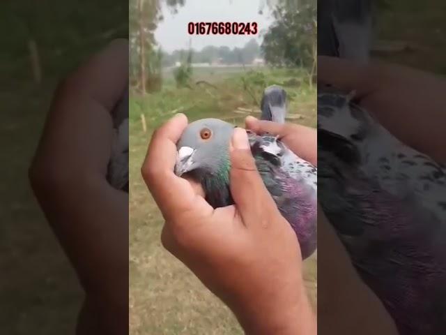 @RasinPigeonLoft এর ম্যাক্সি রেসার রানিং নর কবুতর বিক্রি হবে।