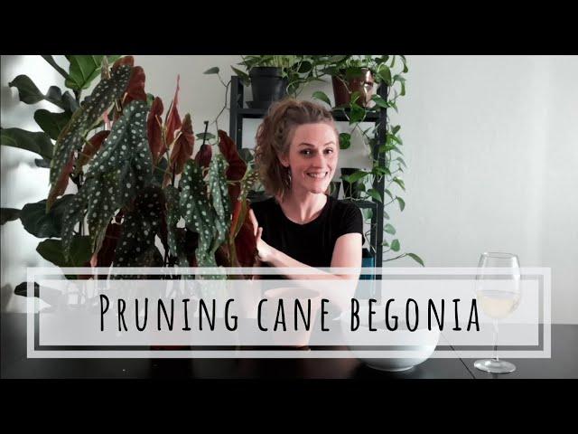 Pruning and repotting cane Begonia