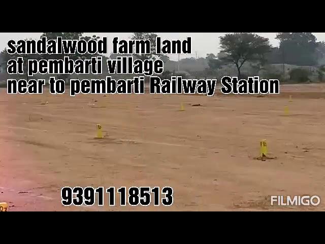 Sandalwood farm land for sale at pembarti village on warangal highway road