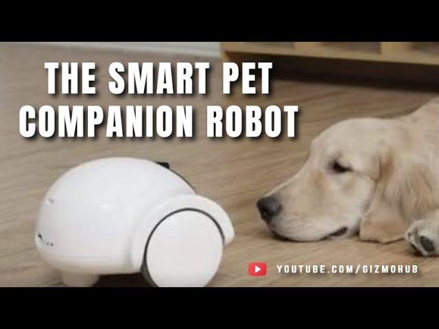 GULIGULI : THE SMART COMPANION ROBOT FOR PETS | Kickstarter | Gizmo Hub