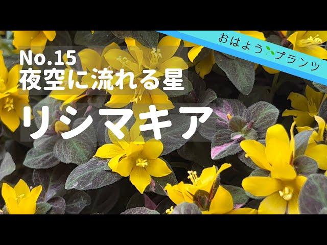 【5月の庭植物】NO.15 星形のお花リシマキア シューティングスター／2022.5.29