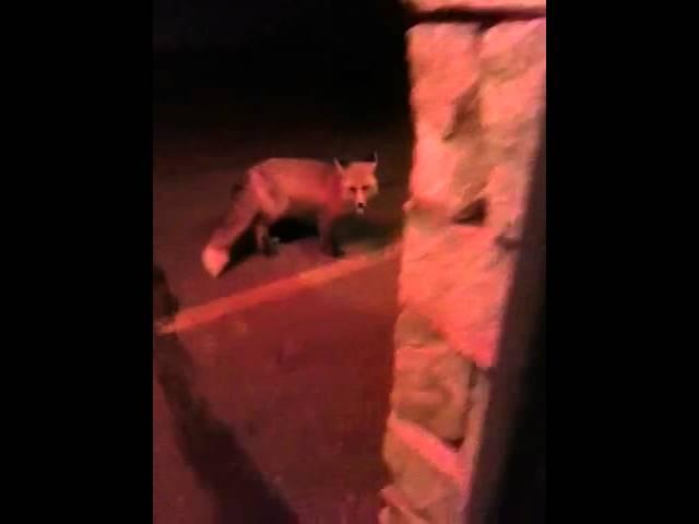 Rabid fox meets his match....