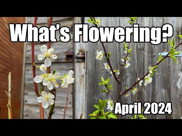 Early Spring Garden Tour - A Look At What's Flowering And Other Things Of Interest - April 2024