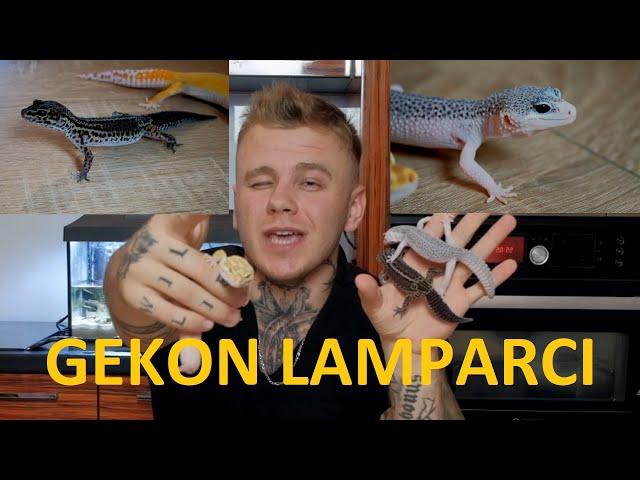 GEKON LAMPARCI - wszystko o hodowli