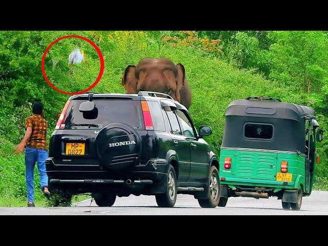 Things stupid people do in front of fierce elephants #elephant #elephantattack2024