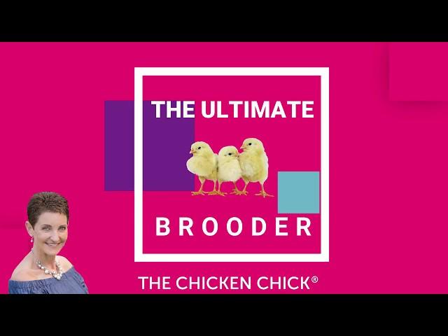 The Ultimate Chick Brooder Setup