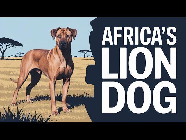 The Ridgeback: The Lion-Hunting Dog
