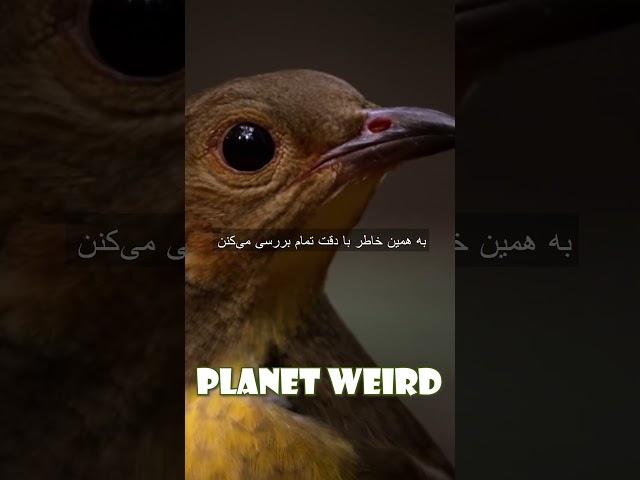 Planet Weird #documentary #flamebowerbird 2