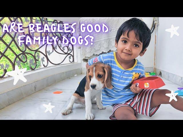 Are BEAGLE's good family dogs?