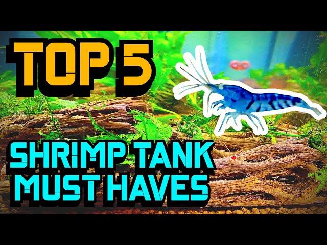 Top 5 Shrimp Tank Must Haves